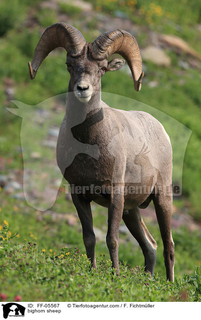 Dickhornschaf / bighorn sheep / FF-05567