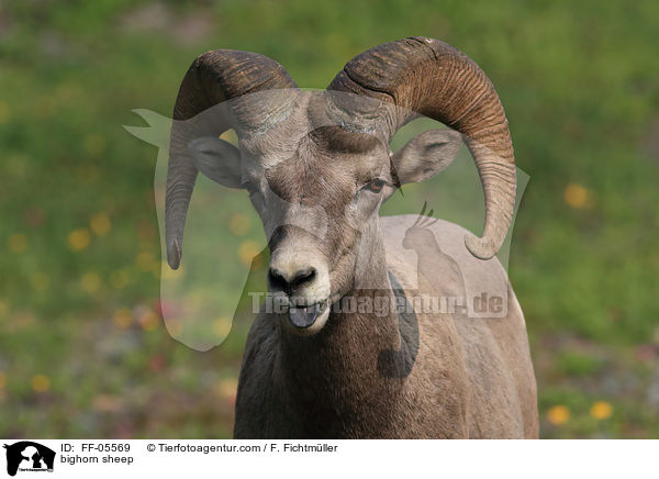 Dickhornschaf / bighorn sheep / FF-05569
