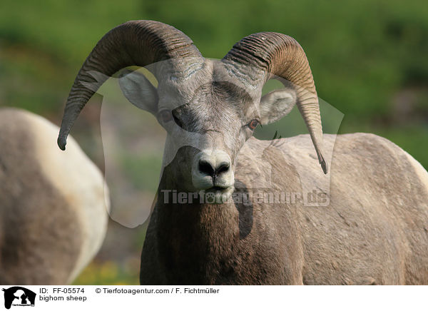 Dickhornschaf / bighorn sheep / FF-05574