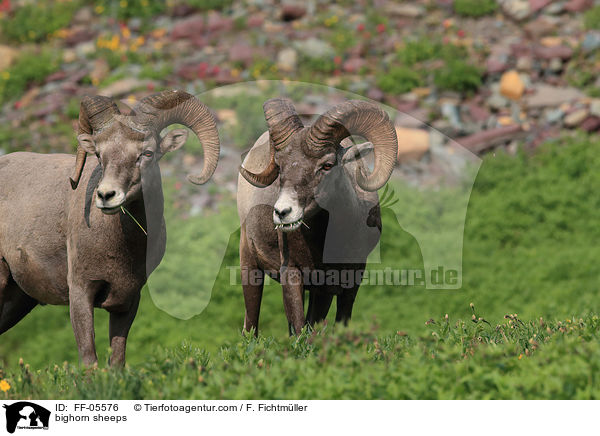 bighorn sheeps / FF-05576