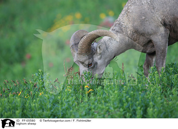 bighorn sheep / FF-05580
