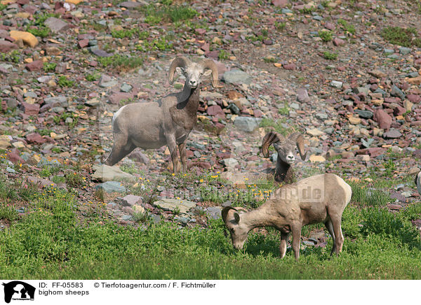 bighorn sheeps / FF-05583