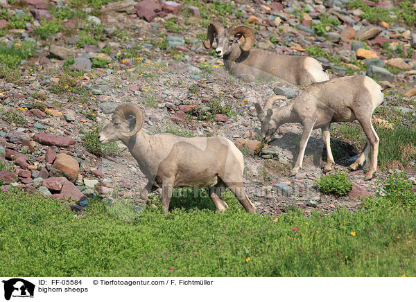 bighorn sheeps / FF-05584
