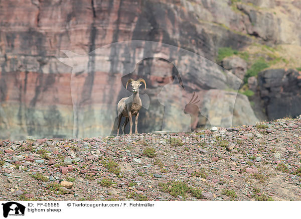 bighorn sheep / FF-05585