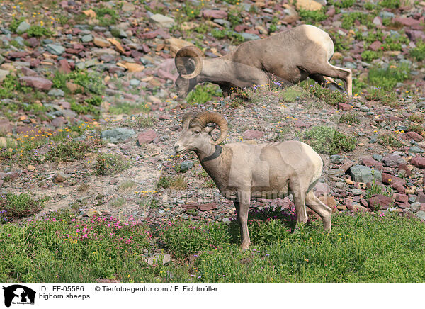 Dickhornschafe / bighorn sheeps / FF-05586