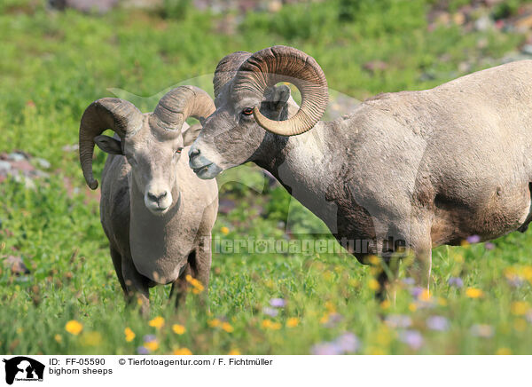 Dickhornschafe / bighorn sheeps / FF-05590