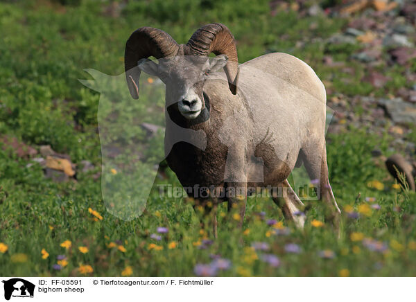 Dickhornschaf / bighorn sheep / FF-05591