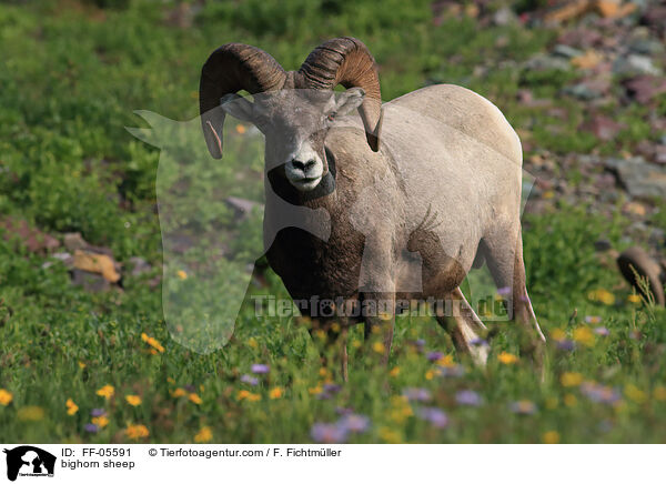 bighorn sheep / FF-05591