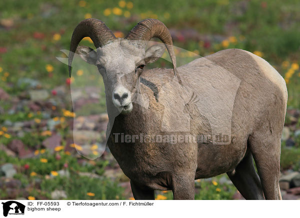 bighorn sheep / FF-05593