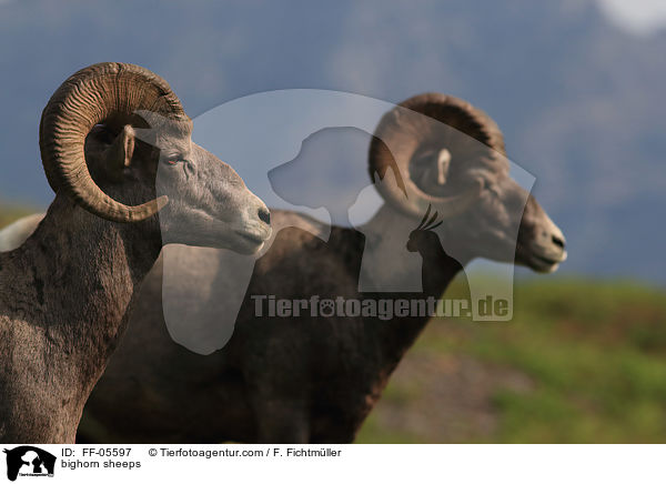 Dickhornschafe / bighorn sheeps / FF-05597