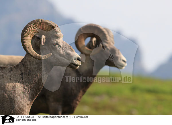 Dickhornschafe / bighorn sheeps / FF-05598