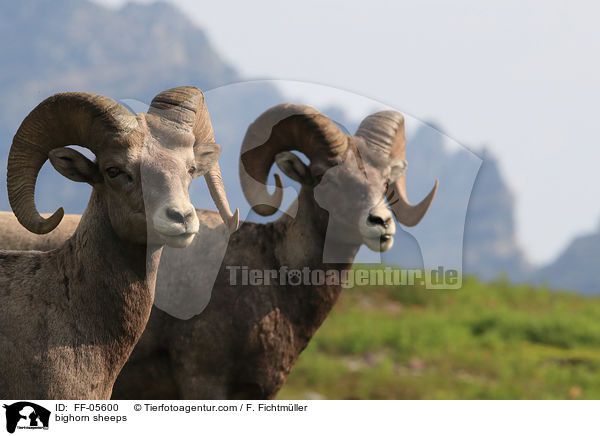 Dickhornschafe / bighorn sheeps / FF-05600