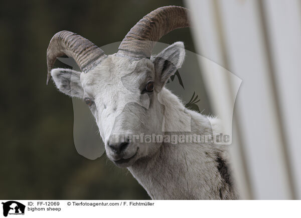 Dickhornschaf / bighorn sheep / FF-12069