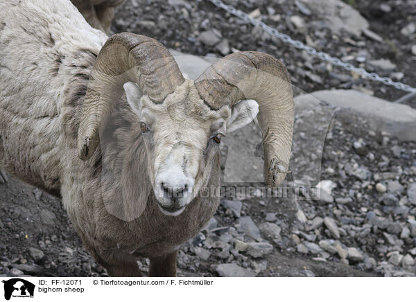 Dickhornschaf / bighorn sheep / FF-12071