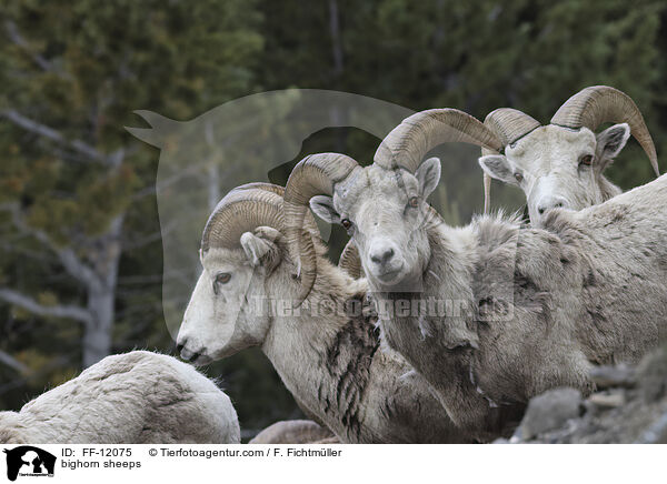 Dickhornschafe / bighorn sheeps / FF-12075