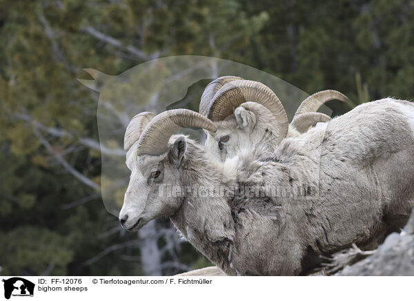 Dickhornschafe / bighorn sheeps / FF-12076