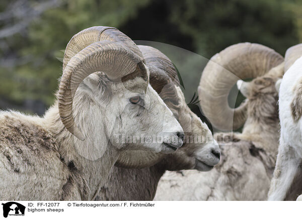 Dickhornschafe / bighorn sheeps / FF-12077