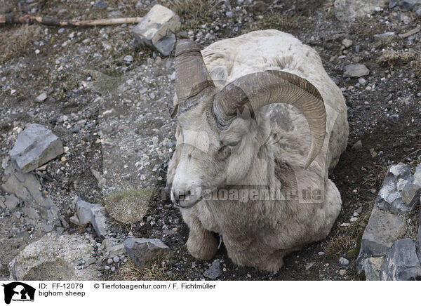bighorn sheep / FF-12079