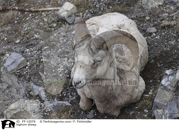 Dickhornschaf / bighorn sheep / FF-12079