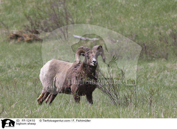 Dickhornschaf / bighorn sheep / FF-12410