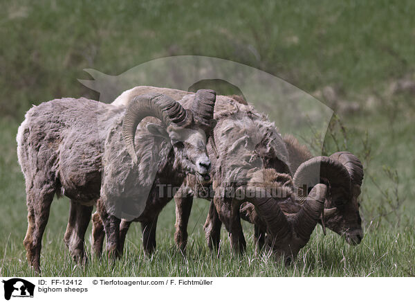 bighorn sheeps / FF-12412