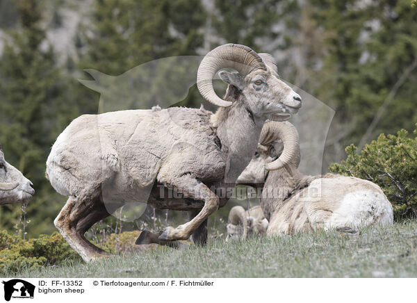 Dickhornschaf / bighorn sheep / FF-13352