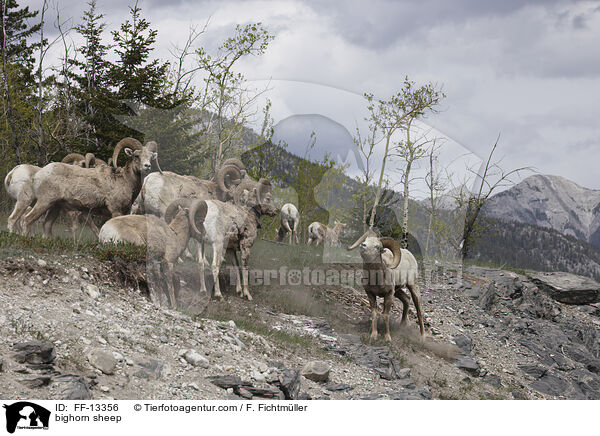 Dickhornschaf / bighorn sheep / FF-13356