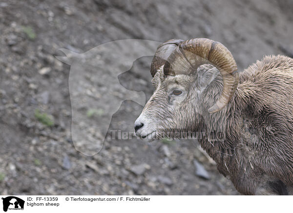 Dickhornschaf / bighorn sheep / FF-13359