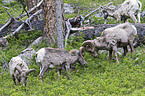 bighorn sheeps