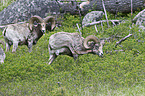 bighorn sheeps