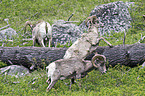 bighorn sheeps