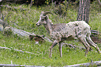 bighorn sheep