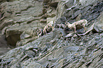 bighorn sheeps