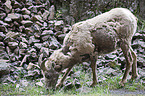 bighorn sheep