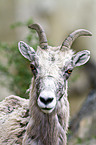 bighorn sheep