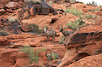 bighorn sheeps