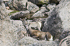 bighorn sheeps