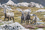 bighorn sheeps