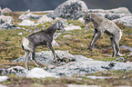 bighorn sheeps