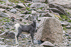 bighorn sheep