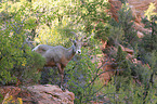 bighorn sheep