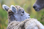 young bighorn sheep