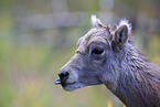 young bighorn sheep