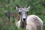 bighorn sheep