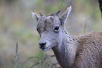 young bighorn sheep