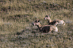 bighorn sheeps