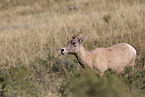 bighorn sheep