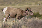 bighorn sheep