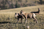 bighorn sheeps