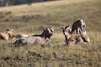 bighorn sheeps